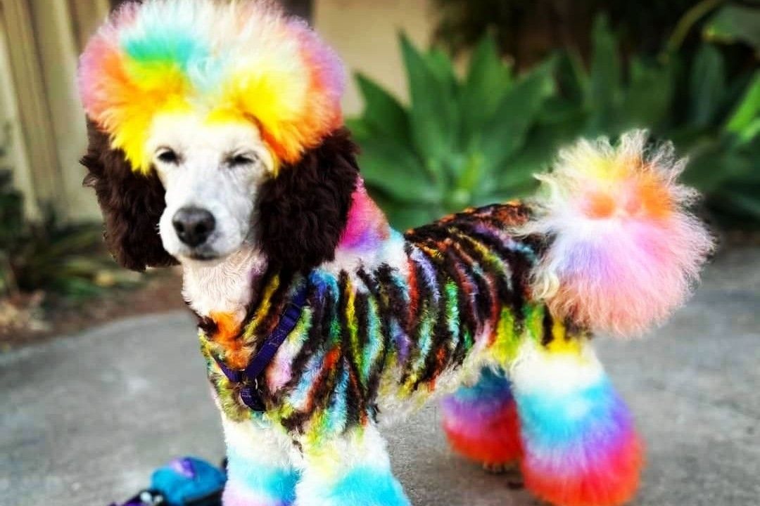 Tie dye poodle sale