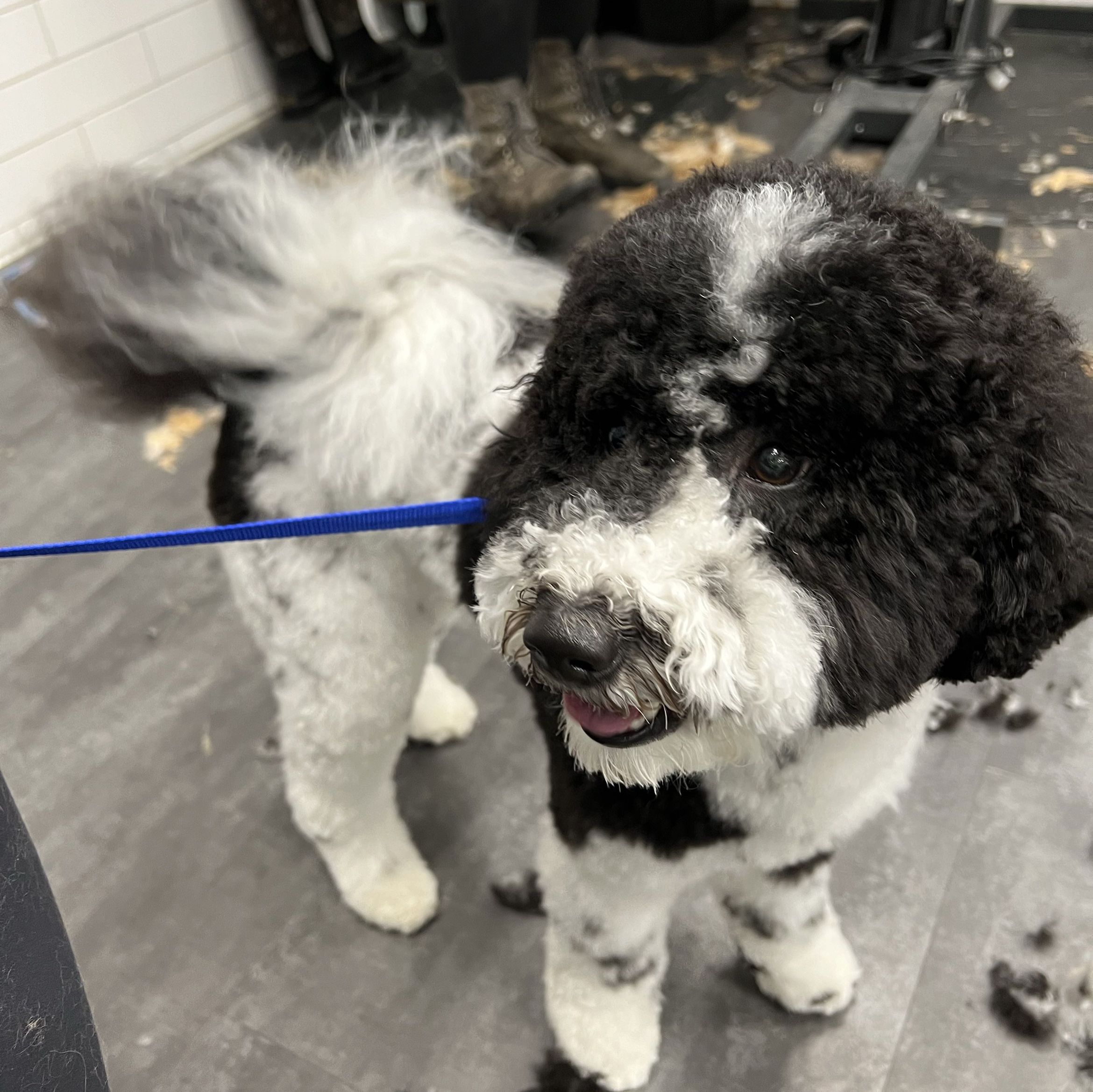 Bad and Boujee Dog Grooming, 1309 130th Ave NE, Minneapolis, 55434