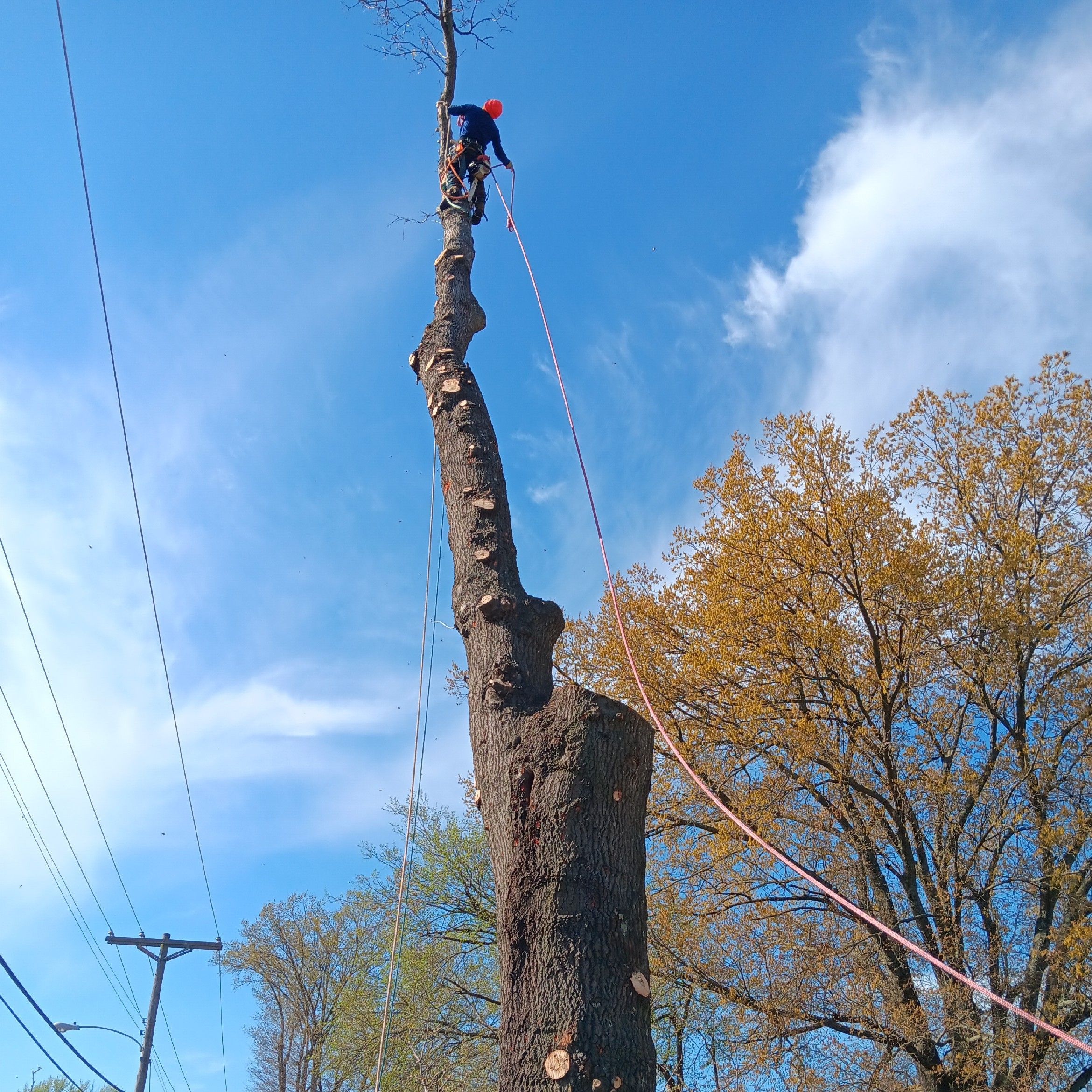 Monterroso Tree Service, 7715 Moore Rd, 7715 Moore Dr, Little Rock, 72209