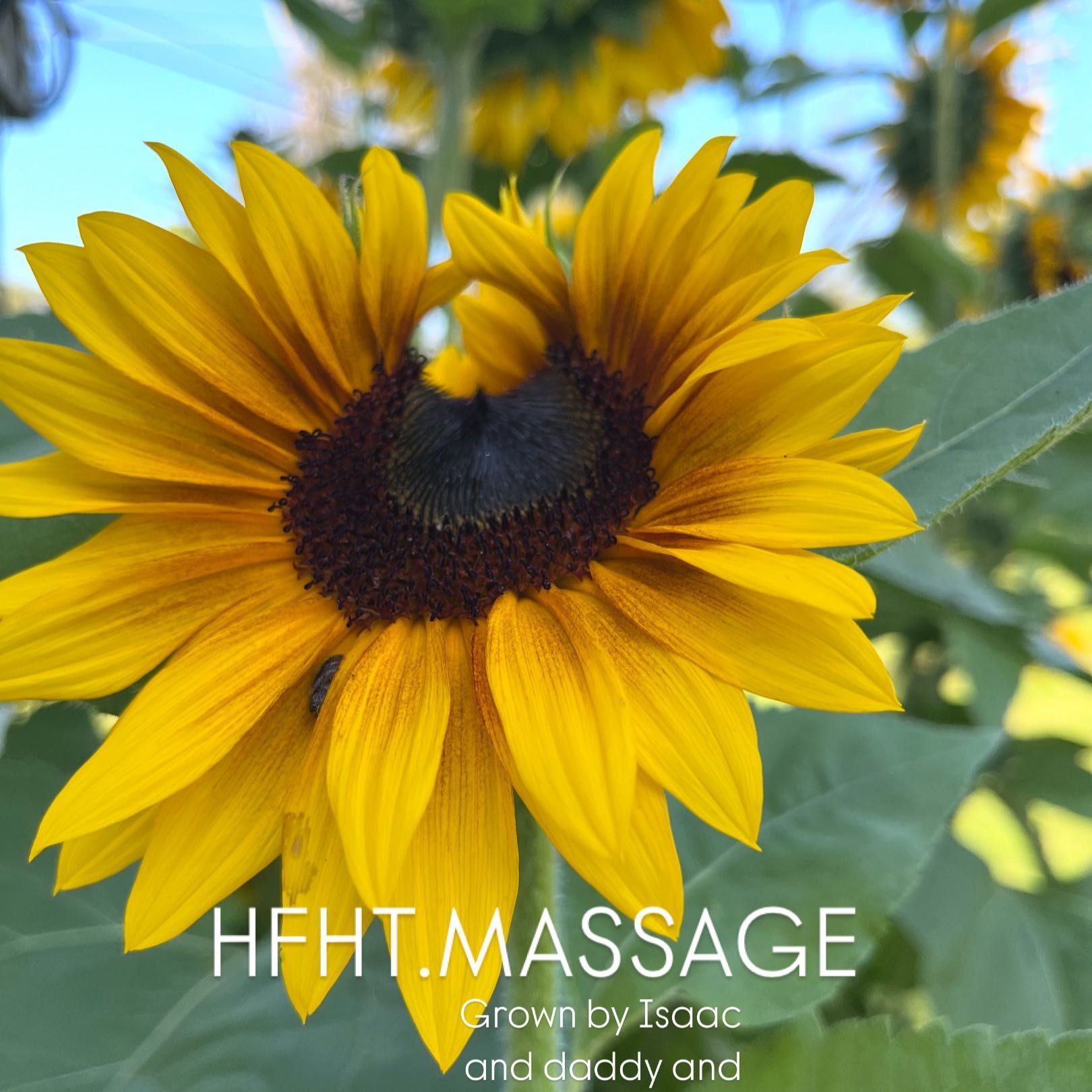 HFHT Massage, Owego, 13827