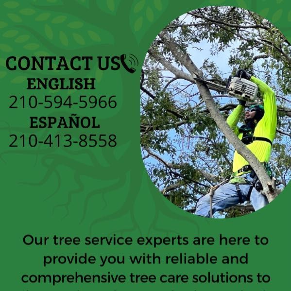 Cortes tree service, 1618 W Hildebrand Ave, San Antonio, 78201