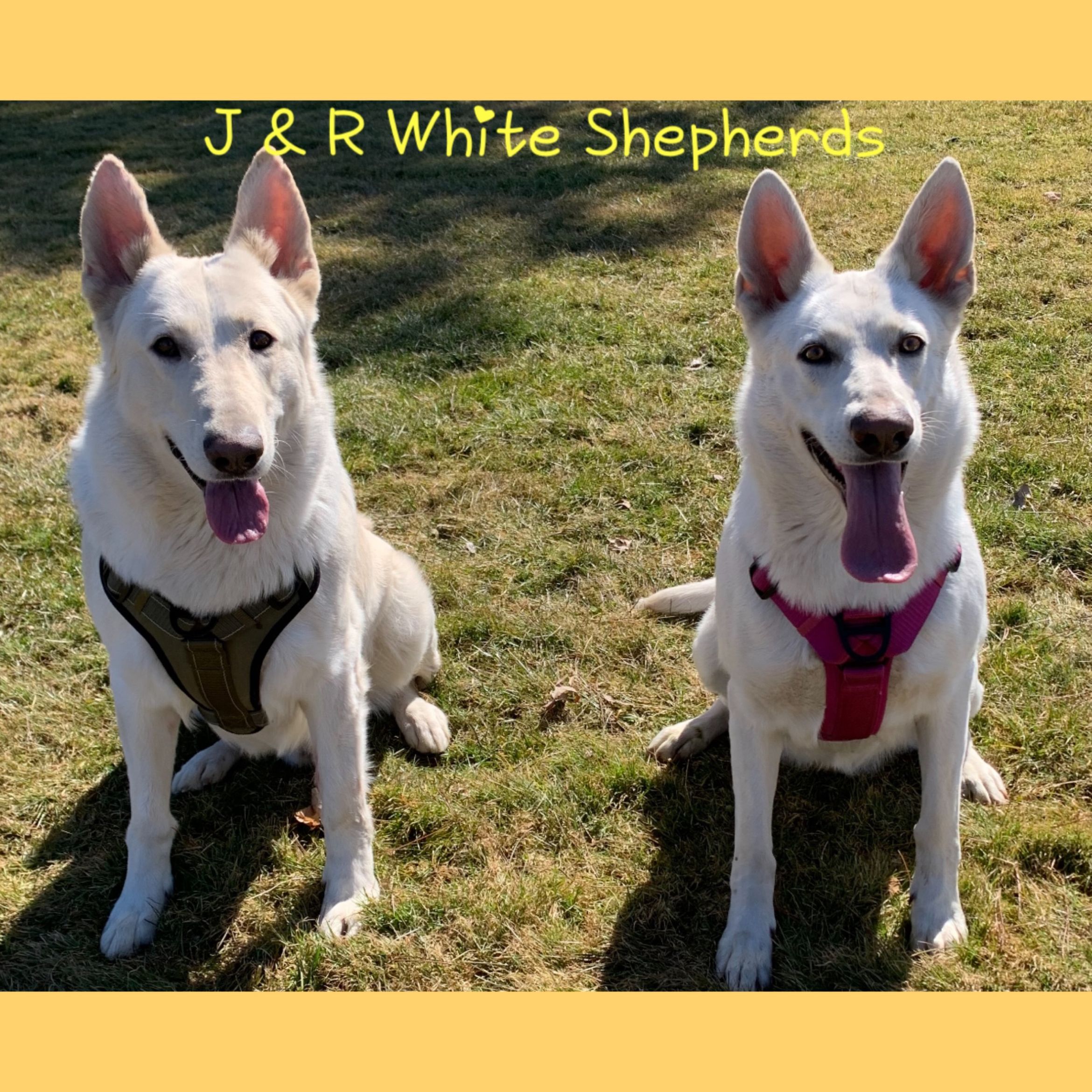 J & R White Shepherds, 311 E Edward St, Endicott, 13760