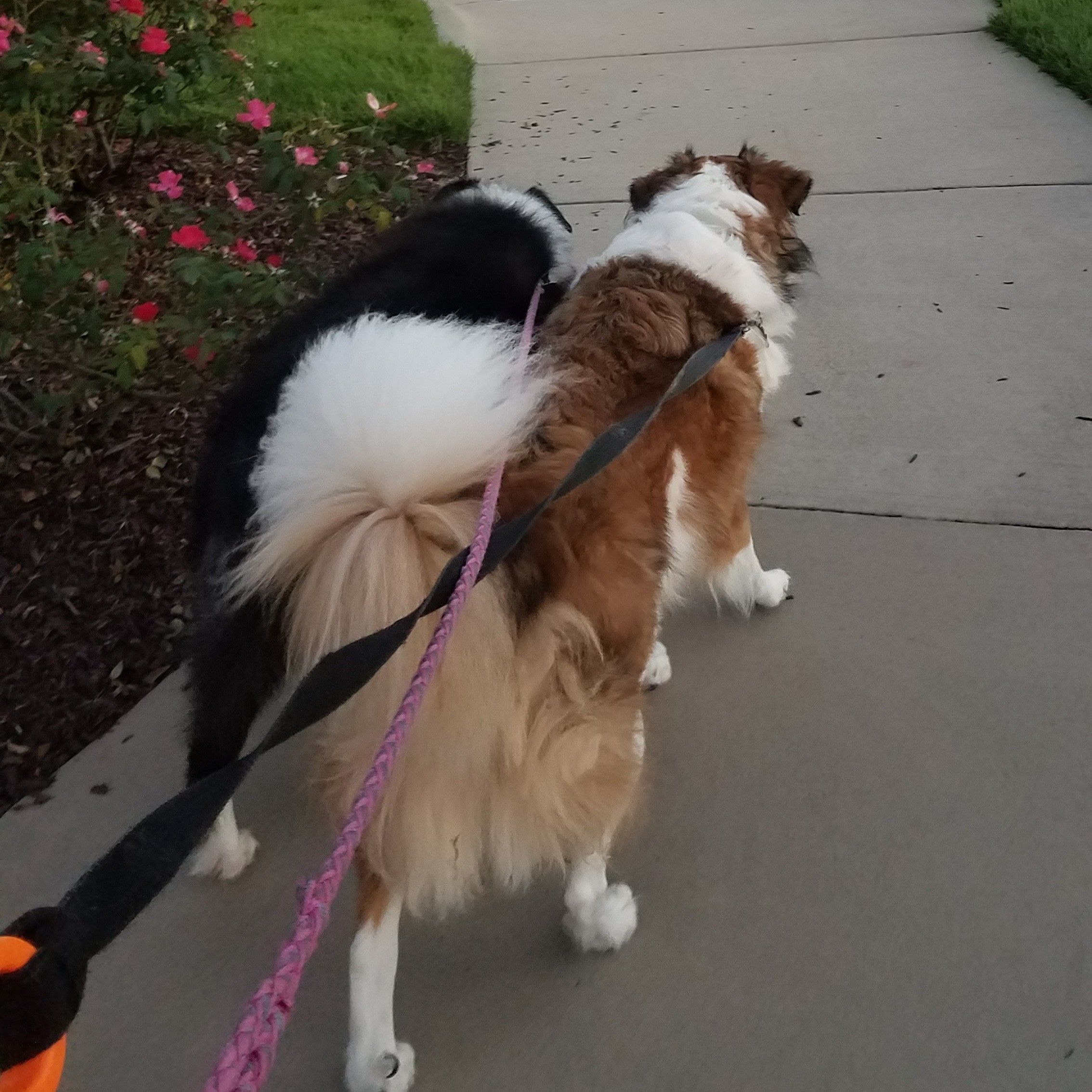 2 Dogs Walk (MEMBER ONLY) portfolio