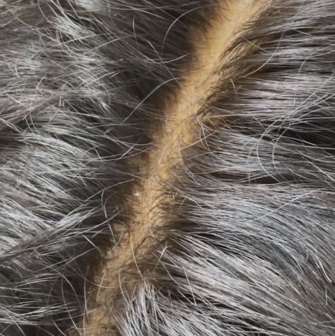Wig Customization Bleached Knots portfolio