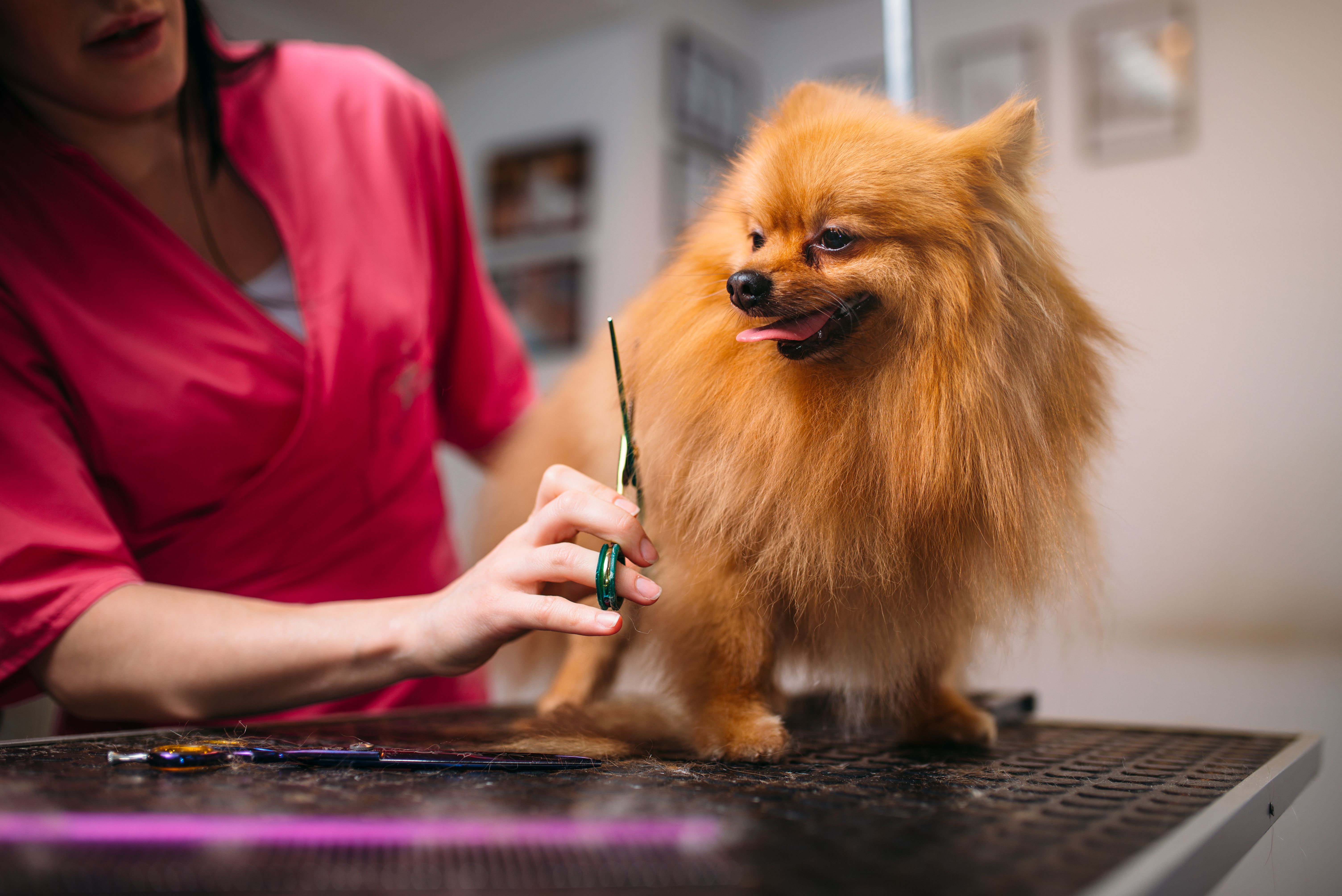 What is dog grooming?
