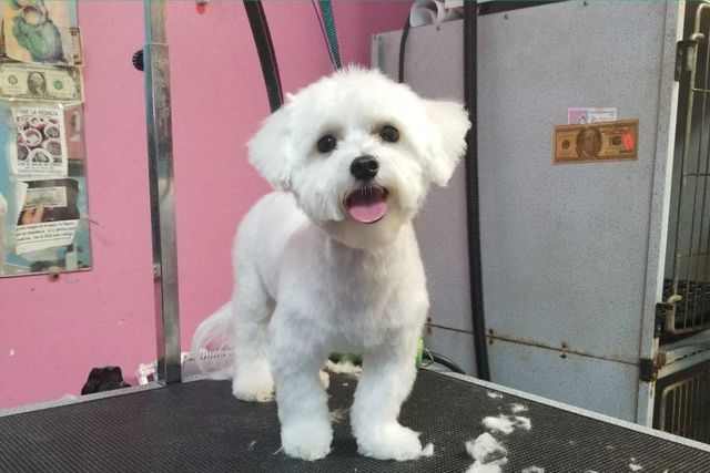 Pinkyblue pet Salon - Yonkers - Book Online - Prices, Reviews, Photos